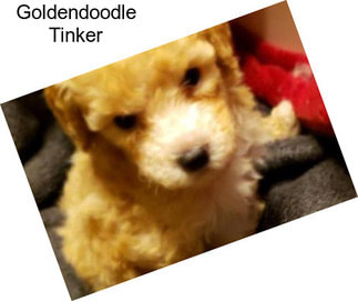 Goldendoodle Tinker