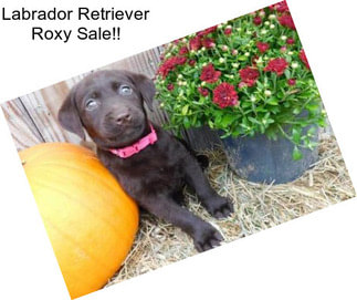 Labrador Retriever Roxy Sale!!