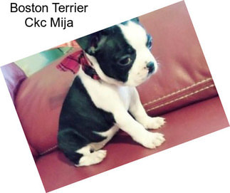 Boston Terrier Ckc Mija