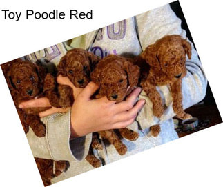 Toy Poodle Red