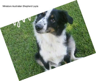 Miniature Australian Shepherd Layla