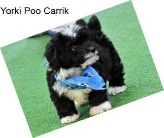 Yorki Poo Carrik