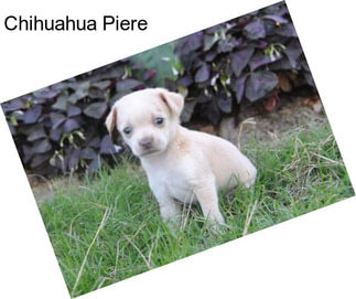 Chihuahua Piere