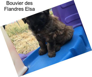 Bouvier des Flandres Elsa