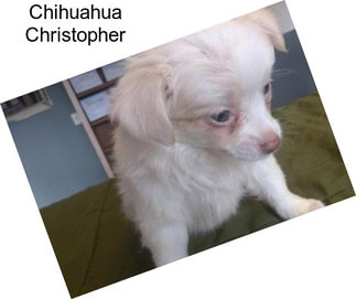 Chihuahua Christopher