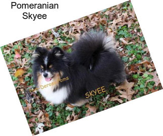 Pomeranian Skyee
