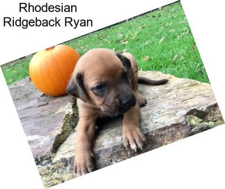 Rhodesian Ridgeback Ryan