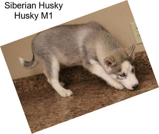 Siberian Husky Husky M1
