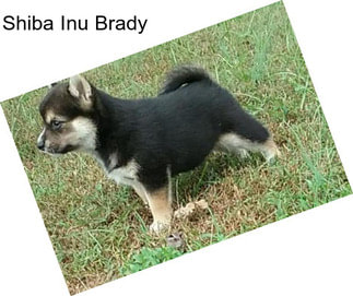 Shiba Inu Brady