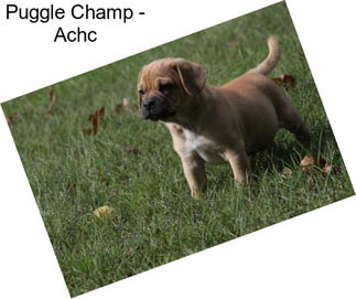 Puggle Champ - Achc