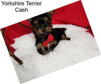 Yorkshire Terrier Cash