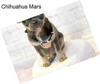 Chihuahua Mars