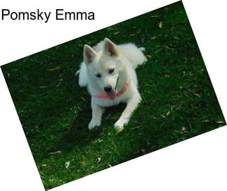 Pomsky Emma