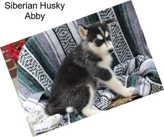 Siberian Husky Abby