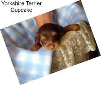 Yorkshire Terrier Cupcake