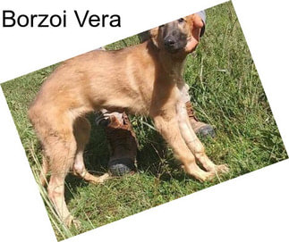 Borzoi Vera