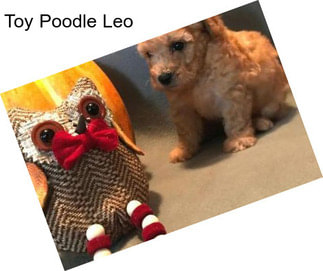 Toy Poodle Leo