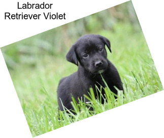 Labrador Retriever Violet