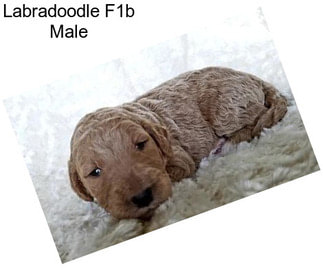 Labradoodle F1b Male