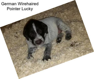 German Wirehaired Pointer Lucky