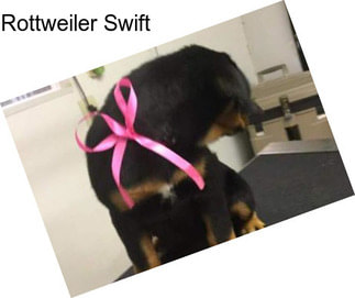 Rottweiler Swift