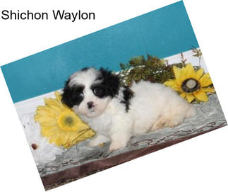 Shichon Waylon