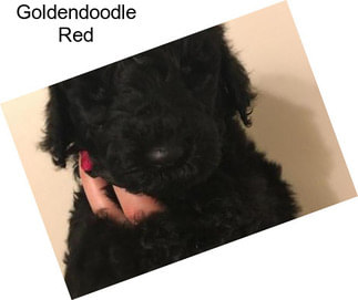 Goldendoodle Red