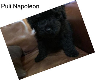 Puli Napoleon