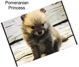 Pomeranian Princess