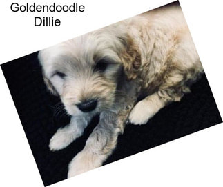 Goldendoodle Dillie