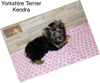 Yorkshire Terrier Kendra