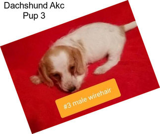 Dachshund Akc Pup 3