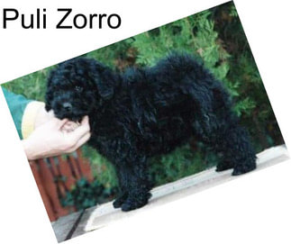 Puli Zorro