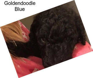 Goldendoodle Blue