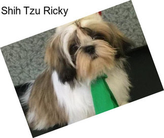 Shih Tzu Ricky