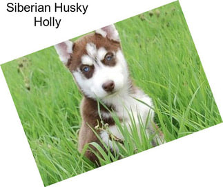 Siberian Husky Holly