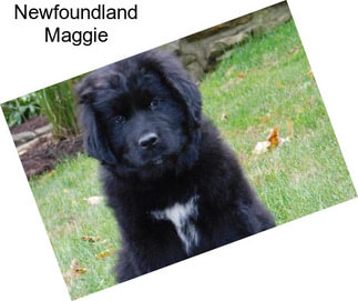 Newfoundland Maggie