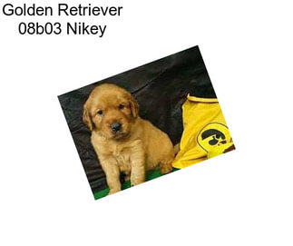 Golden Retriever 08b03 Nikey