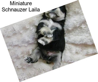 Miniature Schnauzer Laila