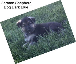 German Shepherd Dog Dark Blue