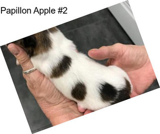 Papillon Apple #2