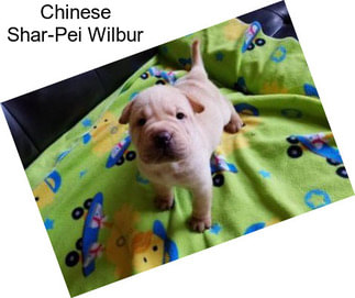 Chinese Shar-Pei Wilbur