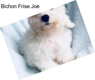 Bichon Frise Joe