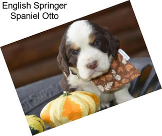 English Springer Spaniel Otto