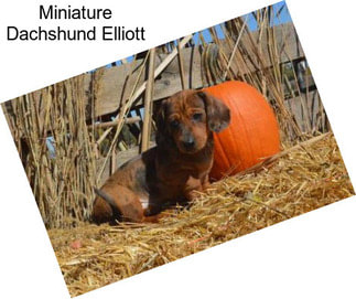 Miniature Dachshund Elliott