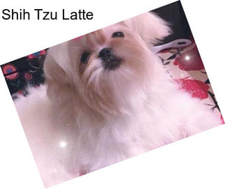 Shih Tzu Latte