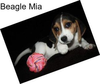 Beagle Mia