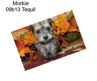 Morkie 09b13 Tequil