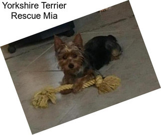 Yorkshire Terrier Rescue Mia