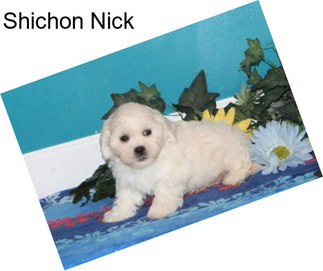 Shichon Nick